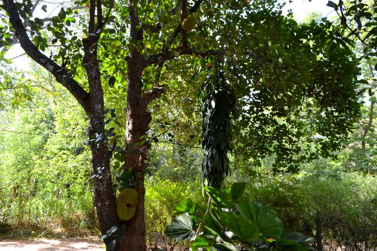 Sigiriya Freedom Lodge Dambulla Exterior photo